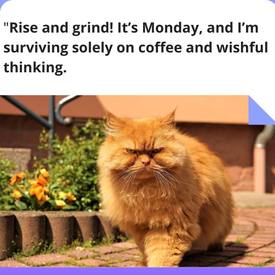 Good morning Monday quotes funny