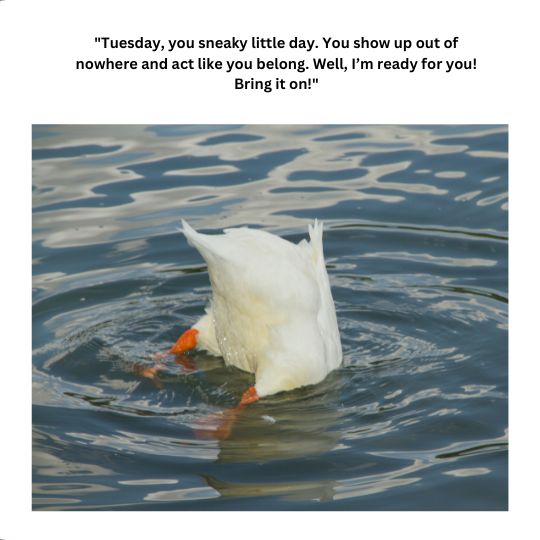 Good morning Tuesday quotes funny