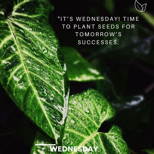 Good Morning Wednesday Quotes