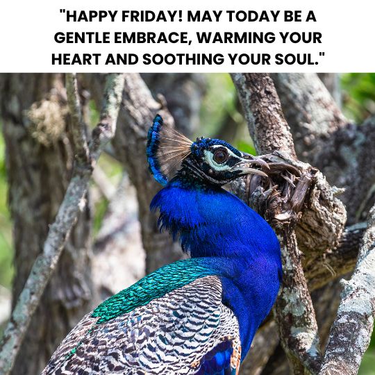 Good morning Friday for relaxing quotes