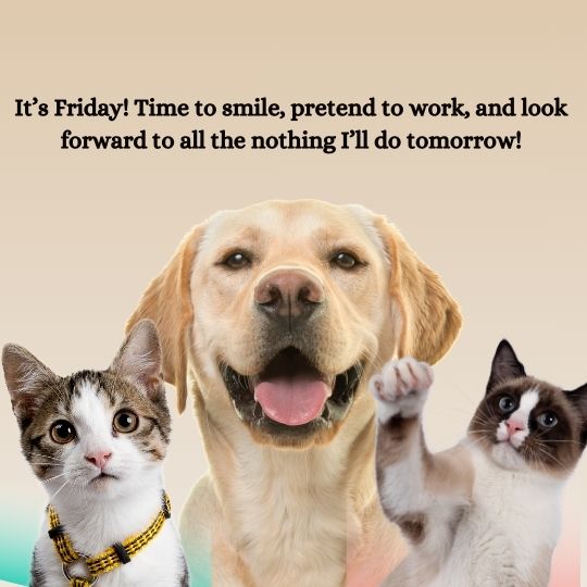 Good morning, Friday quotes funny
