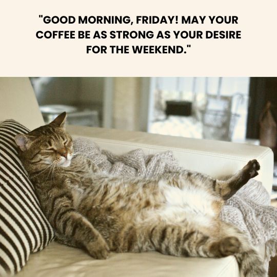 Good morning Friday quotes funny