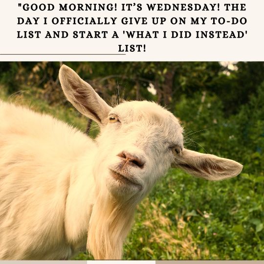 Good morning Wednesday quotes funny