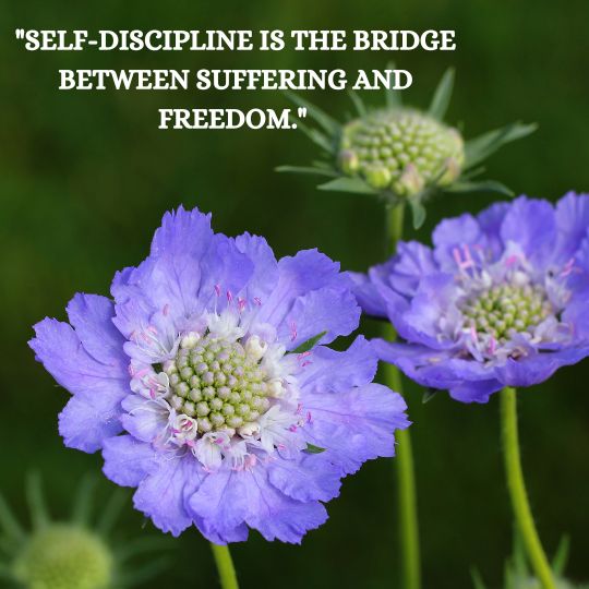 Buddha-Inspired Self-Discipline Quotes