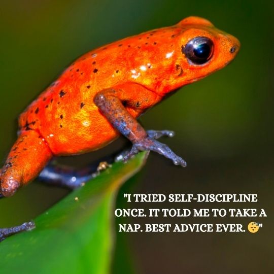 Attitude + Discipline Combo