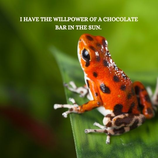 Funny Quotes About Discipline