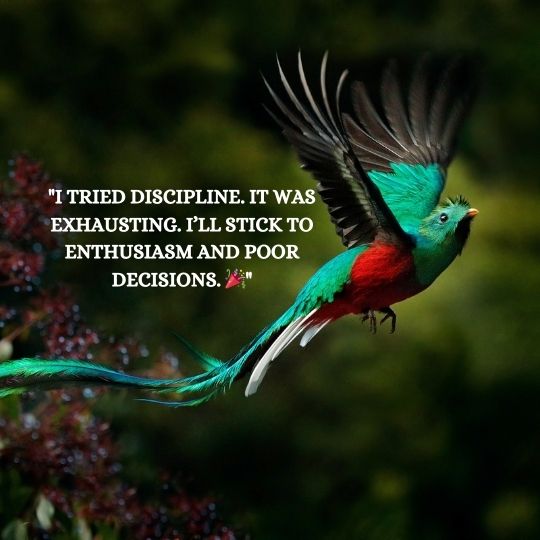 Funny Quotes About Discipline