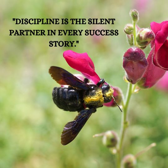 Motivation Vs Discipline quote​