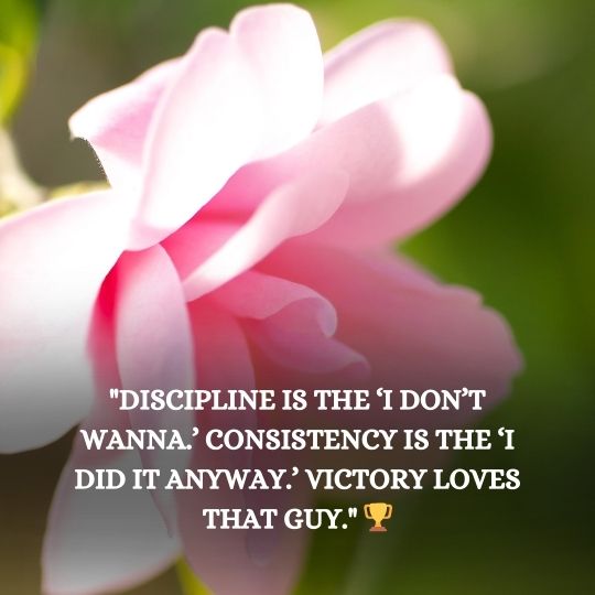 Quotes on consistency and discipline