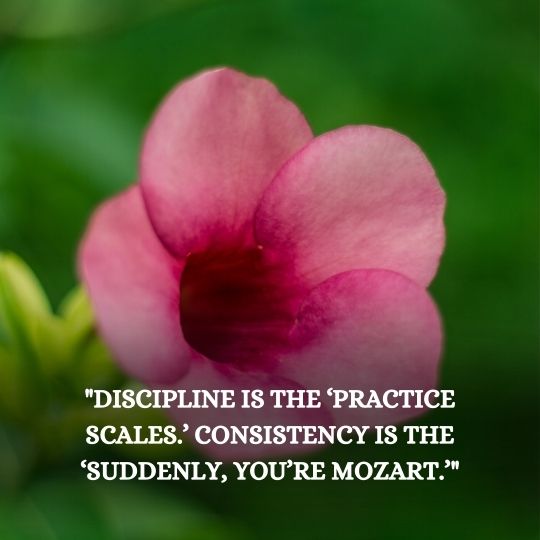 Quotes on consistency and discipline